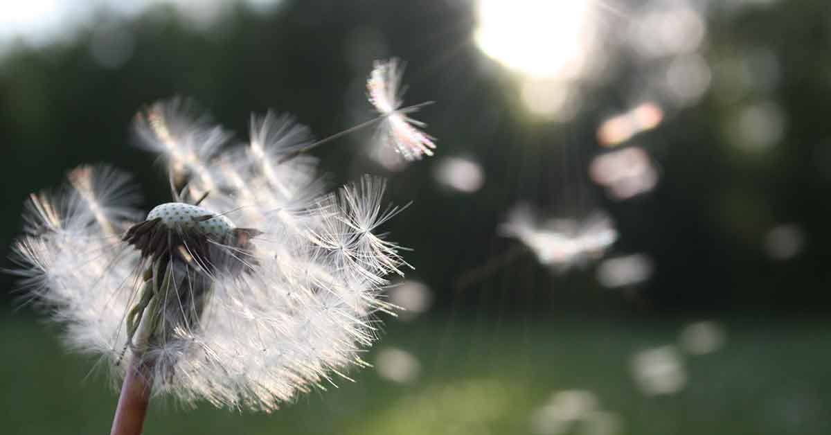 Dandelion seeds blown off the stem like someone is making a wish