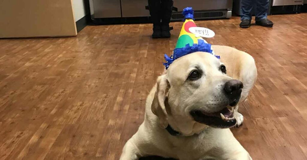 Dog Rudy wearing a birthday hat lays on the floor looking happy