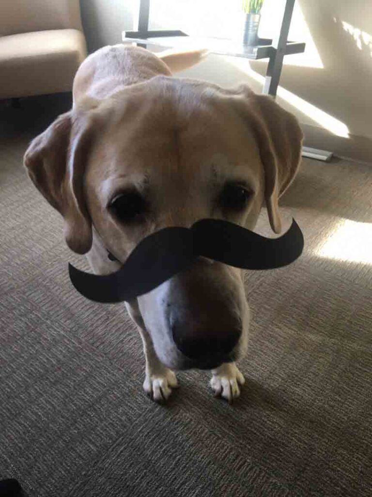 Kristin's dog, Rudy, a lab, wears a black paper mustache. 